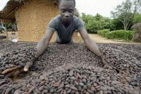 cacao