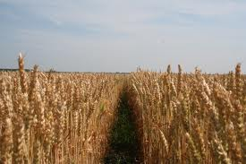 Veld